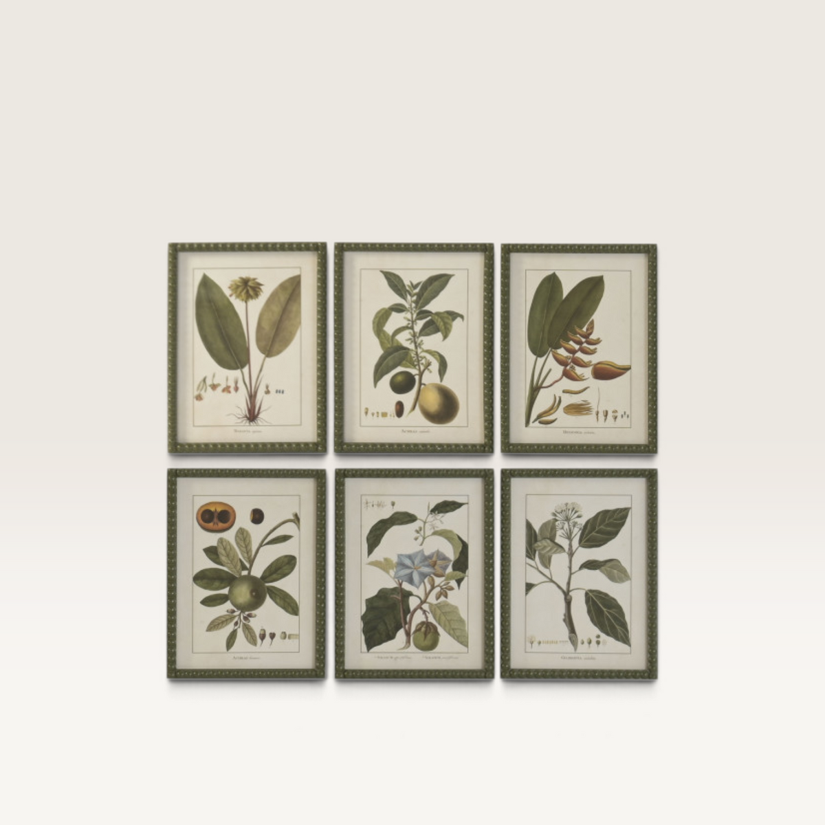 Set de seis cuadros botánicos Vintage Industrial con marco de madera de abeto y láminas de plantas sobre cristal